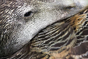 Common Eider Duck - Female. Close-up of eye and feather detail as she broods eggs