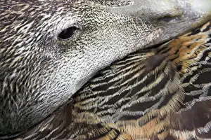 Texture Prints: Common Eider Duck Female. Close-up of eye and feather detail as she broods eggs