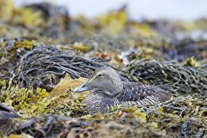 Common Eider - female resting on seaweed at low tide