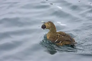 Eider Prints: Common Eider - Female with Sea Urchin Somateria mollissima Varanger Fjord Norway BI013531