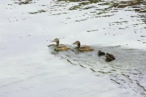 Common Eider - Females swimming with chicks Noss Nature Reserve, Shetland, UK BI010372