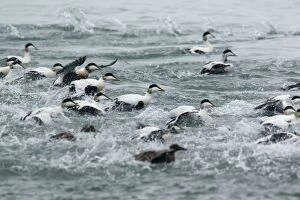 Images Dated 17th June 2014: Common Eider - flock of males about to take off from water