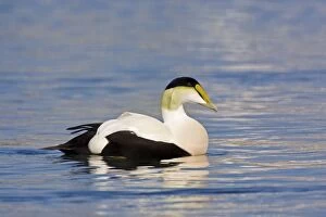Images Dated 27th October 2008: Common Eider - Male