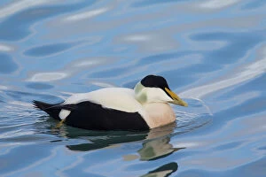 Ducks Gallery: Common Eider male in breeding plumage Iceland