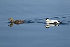 Images Dated 27th May 2012: Common Eider - pair swimming