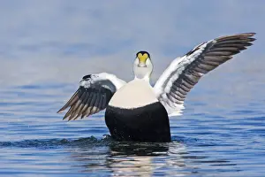 October Prints: Common Eider, Somateria mollissima. Male. Cape Cod MA in October