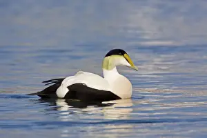 Common Eider, Somateria mollissima. Male. Cape Cod MA in October