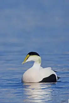 Common Eider, Somateria mollissima. Male. Cape Cod MA in October