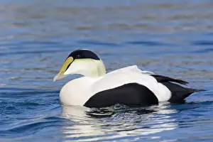Common Eider, Somateria mollissima. Male. Cape Cod MA in October