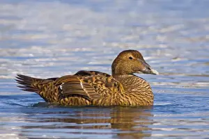 October Prints: Common Eider, Somateria mollissima. Female. Cape Cod in October