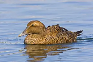 Common Eider, Somateria mollissima. Female. Cape Cod in October