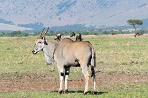 Common eland (Taurotragus oryx), Maasai