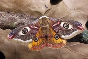 Emperors Prints: Common Emperor Moth Male