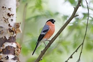 Images Dated 7th June 2014: Common / Eurasian Bullfinch adult male