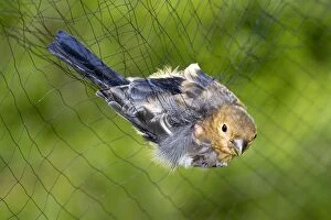 Common / Eurasian Bullfinch - young bird in net