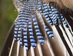 Jays Gallery: Common / Eurasian Jay - feathers. Le Champ du