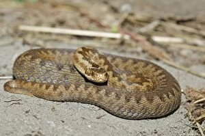Images Dated 6th June 2011: Common European Adder - female