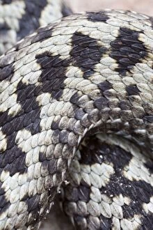 Balck And White Gallery: Common / European Adder male close-up