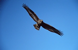 Common / European Buzzard - in flight