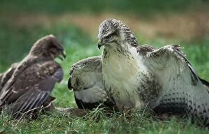Common / European Buzzard with prey in grass -