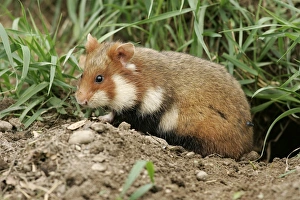 Images Dated 27th January 2006: Common / European Hamster. Alsace France