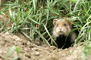 Images Dated 27th January 2006: Common / European Hamster. Alsace France