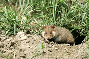 Images Dated 27th January 2006: Common / European Hamster. Alsace France