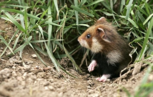 Images Dated 27th January 2006: Common / European Hamster. Alsace France