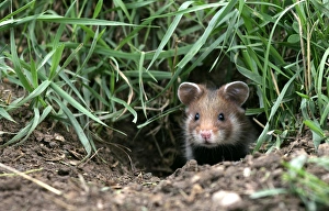 Images Dated 27th January 2006: Common / European Hamster. Alsace France