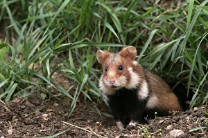 Images Dated 27th January 2006: Common / European Hamster. Alsace France