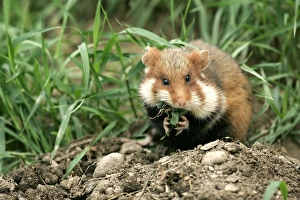 Images Dated 27th January 2006: Common / European Hamster - eating. Alsace France