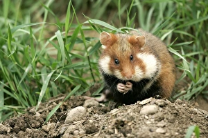 Images Dated 27th January 2006: Common / European Hamster - eating. Alsace France