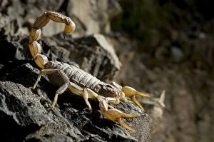 Common European Scorpion - female