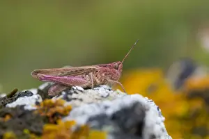 Grasshoppers Prints: Common Field Grasshopper (Pink Varient) - Cornwall, UK