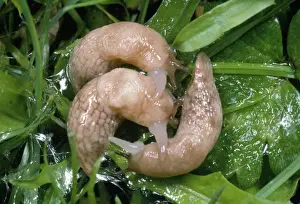 Slugs Prints: Common Field Slug - mating group - UK