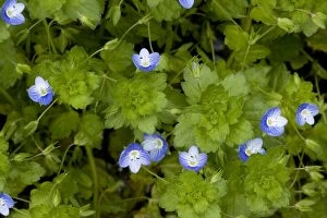 Arable Weed Gallery: Common field-speedwell