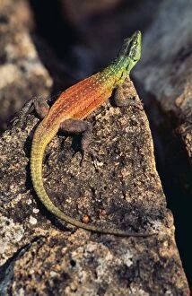 Images Dated 12th September 2005: Common Flat Lizard - male Zimbabwe