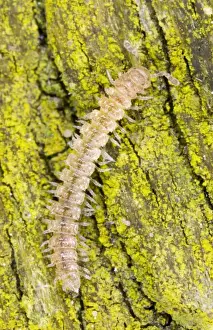 Common flatback millipede on bark Location: Garden, Cornwall, UK