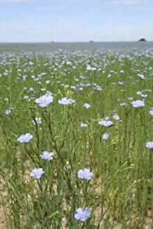 Images Dated 24th June 2006: Common Flax / Linseed - grown for its fibres which