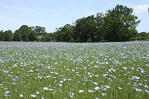 Images Dated 24th June 2006: Common Flax / Linseed - grown for its fibres which can be used to make linen