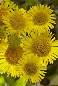 Insect Attracting Collection: Common Fleabane - in flower