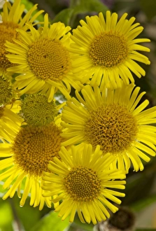 Insect Attracting Collection: Common Fleabane - in flower