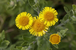 Common Fleabane - Flowering - Cornwall - UK