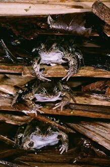 Common Frog - 3 at hibernation site