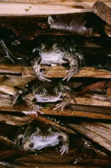 Hibernating Prints: Common Frog - 3 at hibernation site