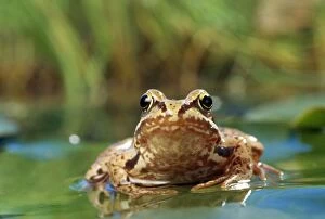 Images Dated 17th October 2011: Common Frog