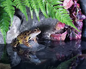 Pond Prints: Common Frog BB 547 Sitting on rock in pond Rana temporaria © Brian Bevan / ARDEA LONDON