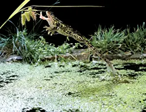Common Frog BB 602 Jumping for insect with tongue extended Rana temporaria © Brian Bevan / ardea. com