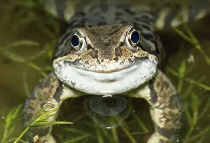 Frogs Prints: Common Frog - face view at night - UK