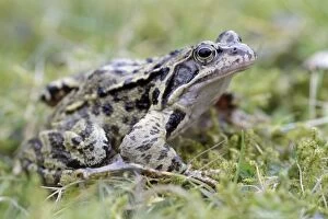 Common Frog - in garden